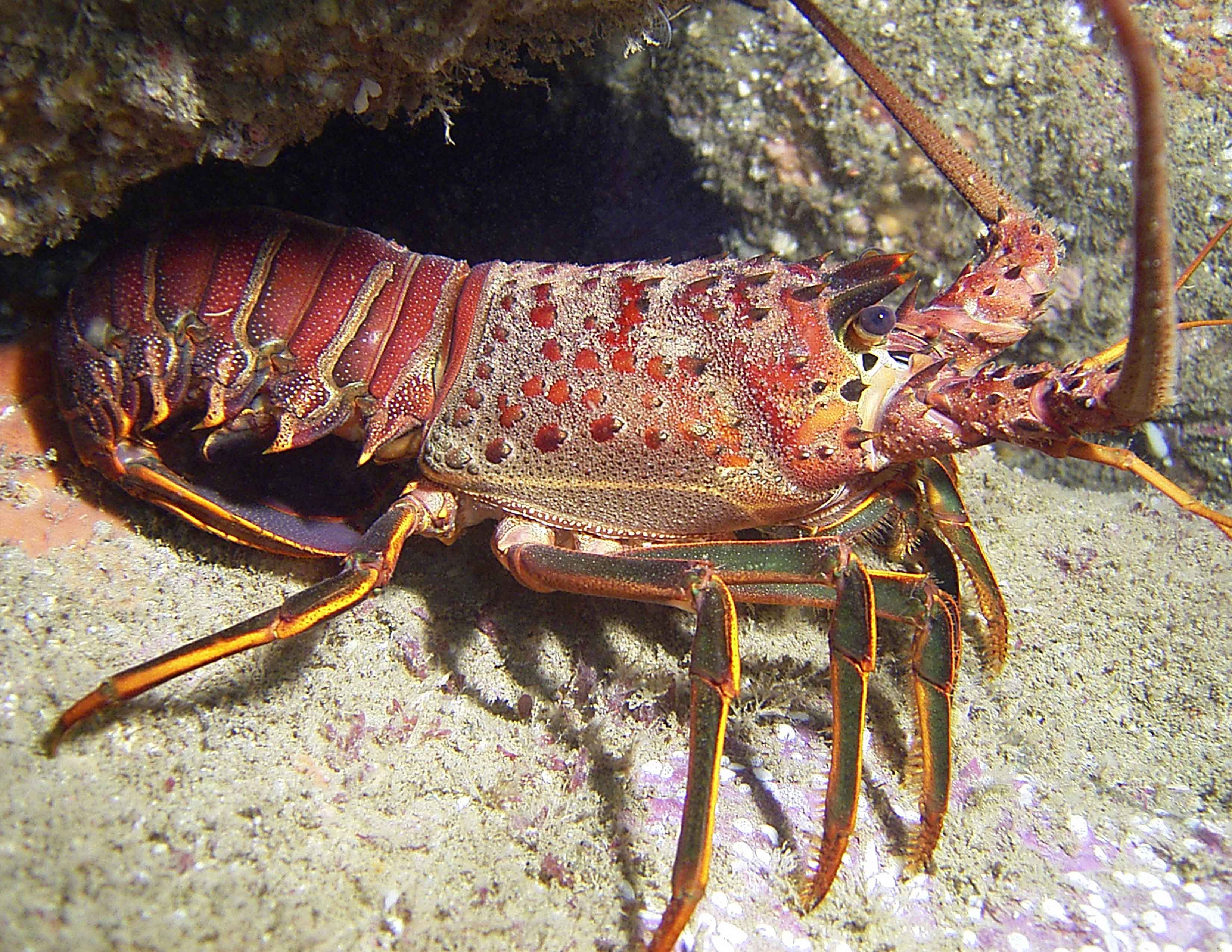 Spiny Lobster FloridaKeysReelAdventures