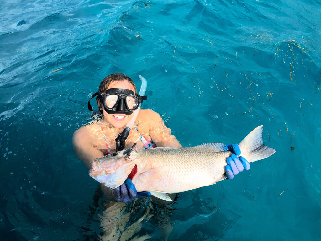 a BIG 24" mangrove snapper speared by a customer