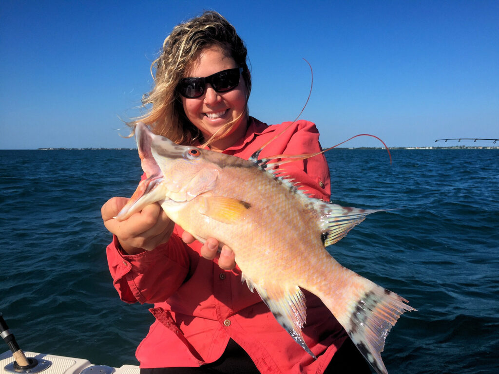 This 16" Hogfish will be the new minimum, 1 allowed per person